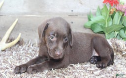 Labrador Retriever dogs for sale: Marlo - Image 2