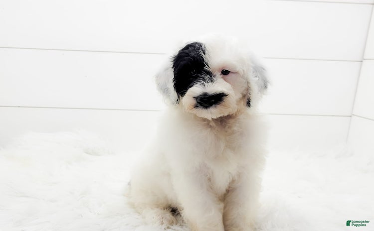 Cavapoo dogs for sale - Ad 2