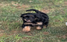 Mini Bernedoodle dogs for sale: Beauty - Image 6