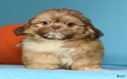 Shih Tzu dogs for sale: Marshall - Image 3