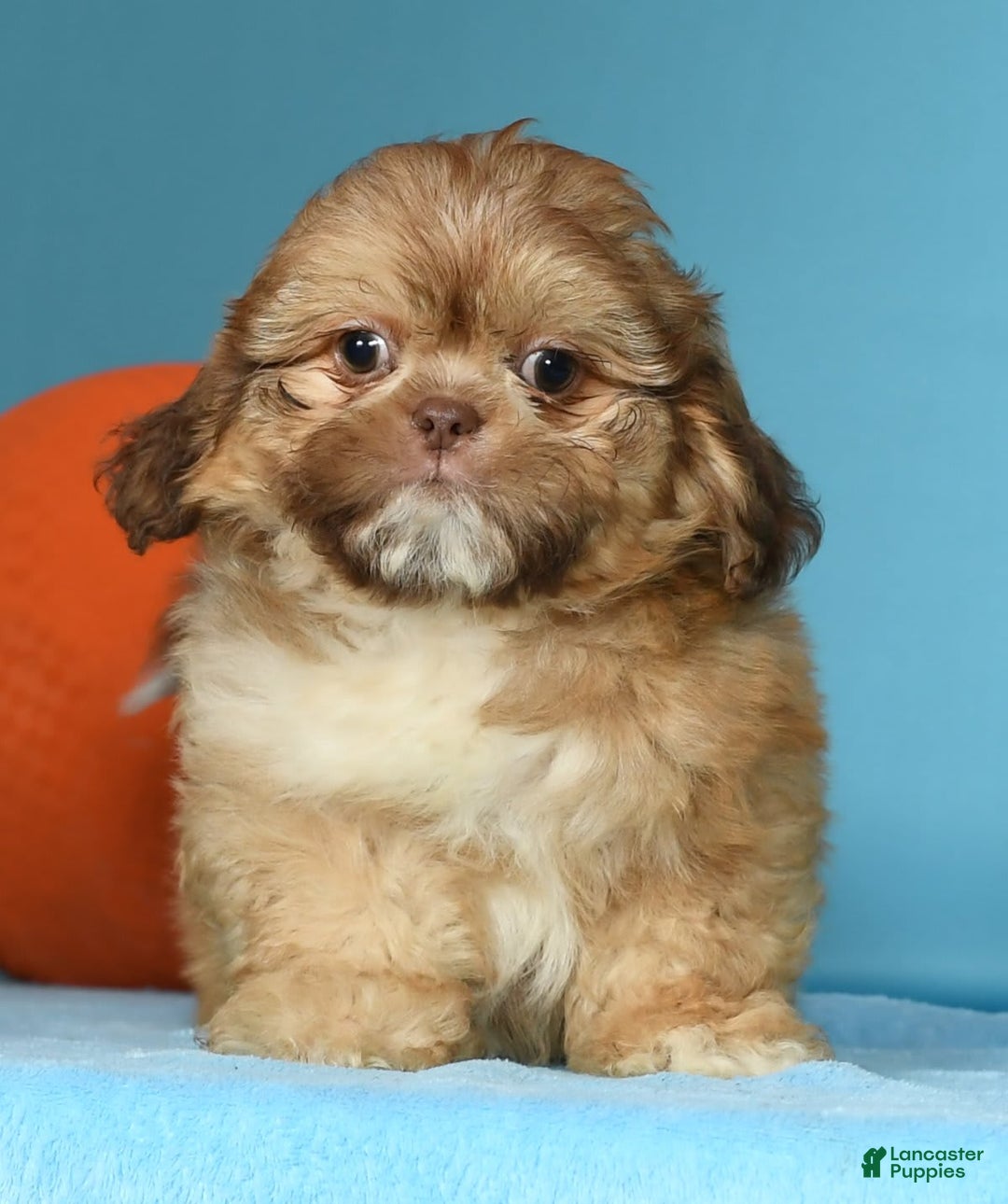Shih Tzu dogs for sale: Marshall - Image 3