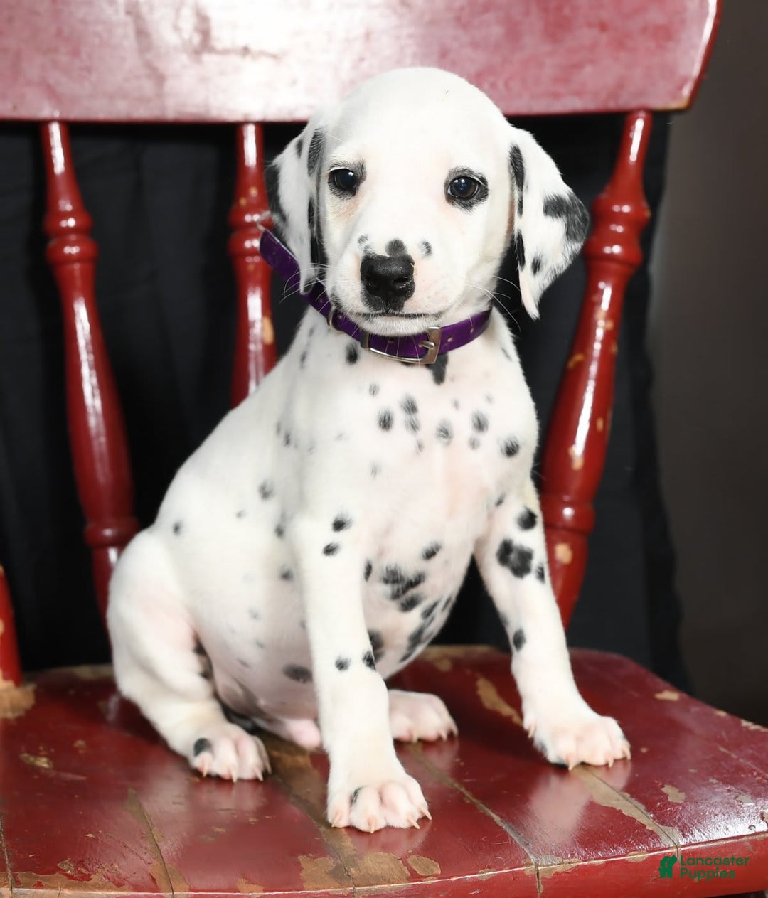 Dalmatian dogs for sale: Max - Image 4