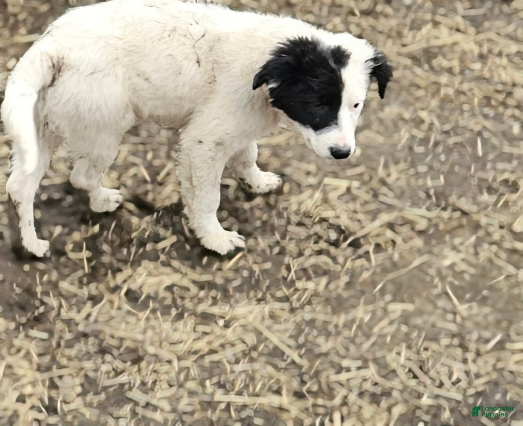 Border Collie dogs for sale: Divvy - Image 15