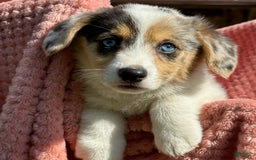 Welsh Corgi Pembroke dogs for sale: Welsh Corgi (Pembroke) 3 puppies - Image 11