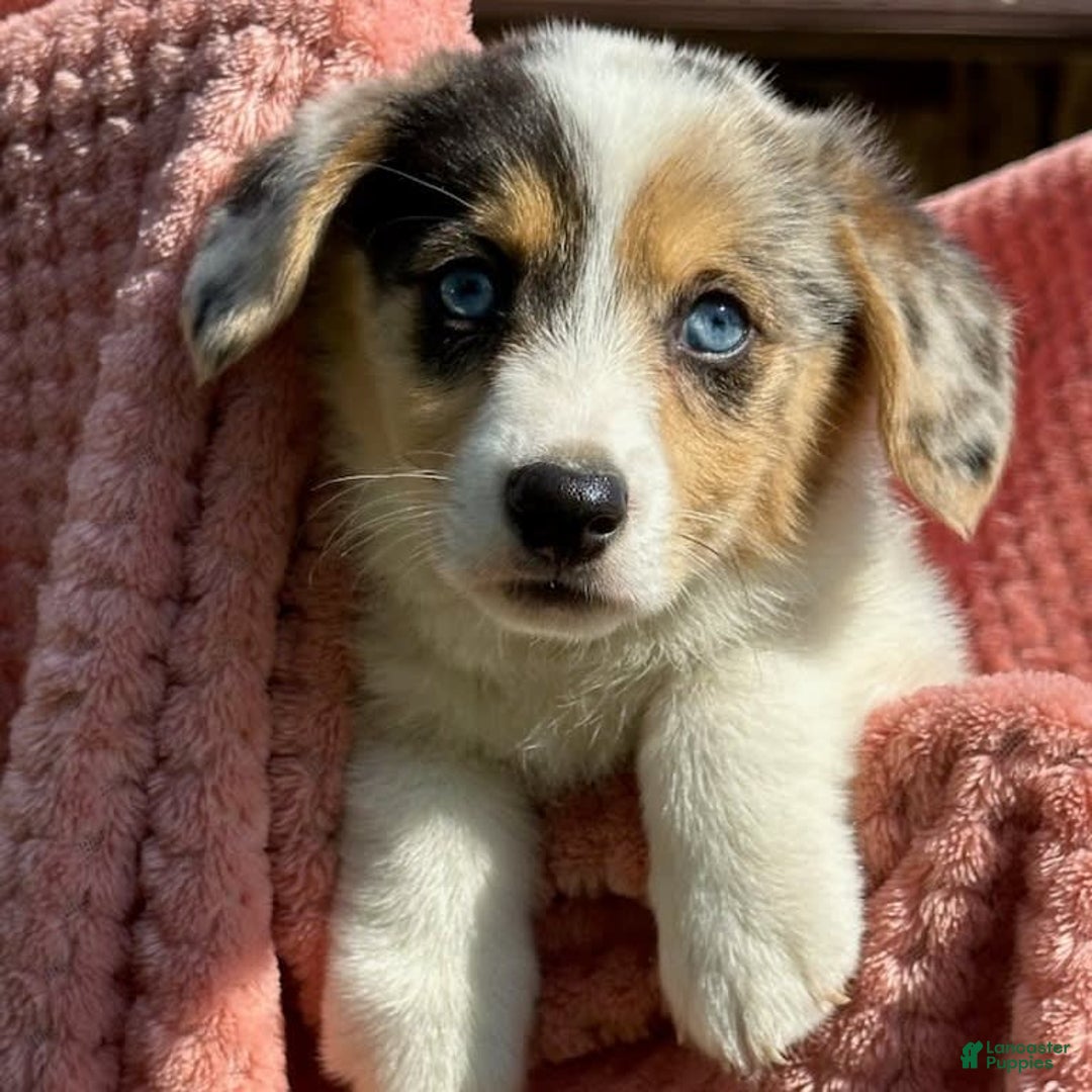 Welsh Corgi Pembroke dogs for sale: Welsh Corgi (Pembroke) 3 puppies - Image 11