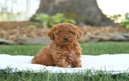 Mini Goldendoodle dogs for sale: Georgia - Image 1
