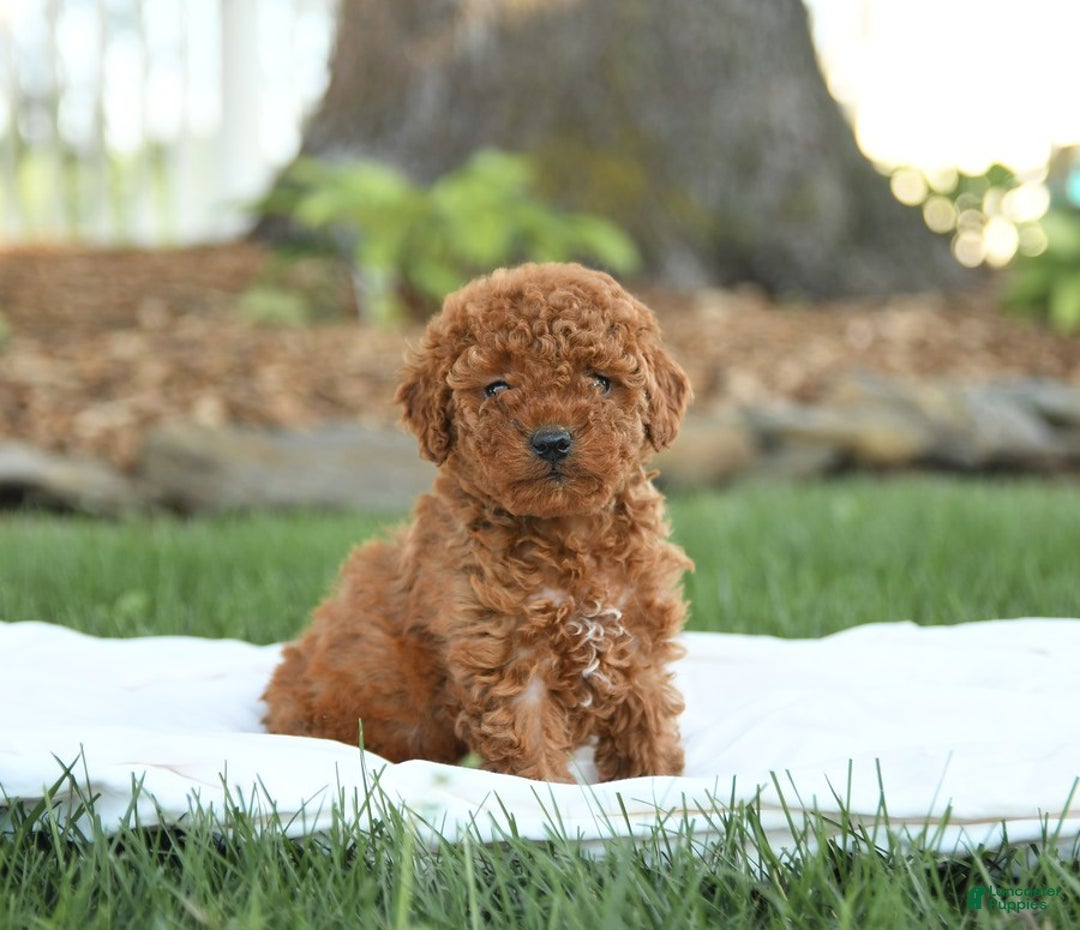 Mini Goldendoodle dogs for sale: Georgia - Image 1
