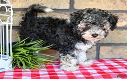 Havapoo dogs for sale: Scout - Image 2
