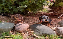Miniature Dachshund dogs for sale: Matt - Image 8