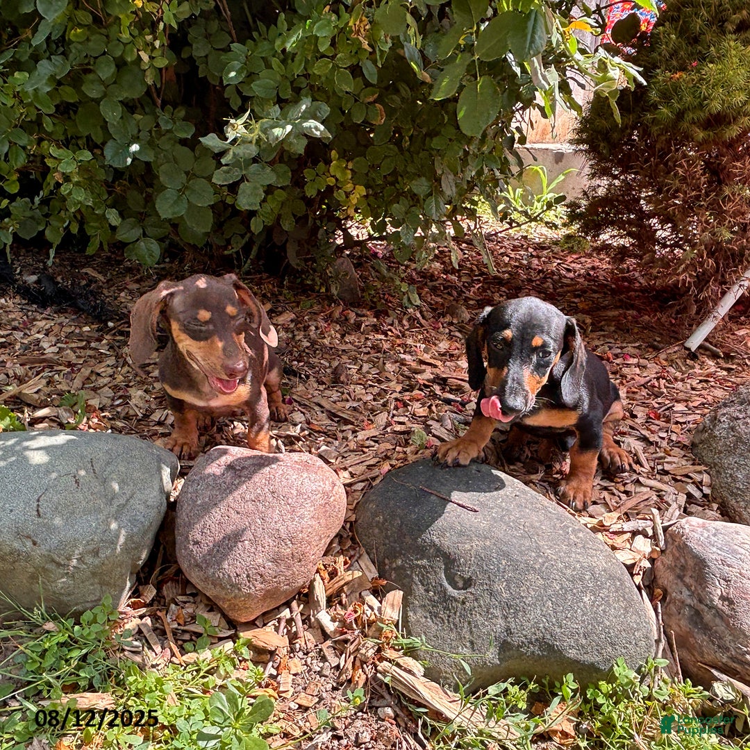 Miniature Dachshund dogs for sale: Matt - Image 8