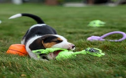 Beagle dogs for sale: Kobe - Image 10