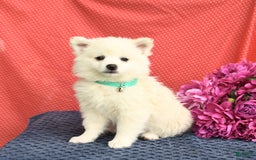 American Eskimo dogs for sale: Muffin - Image 4