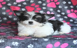 Morkie dogs for sale: Boots - Image 12