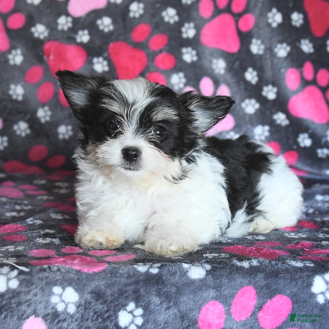 Morkie dogs for sale: Boots - Image 12