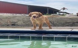 Labrador Retriever dogs for sale: Yellow Male 2 - Image 1