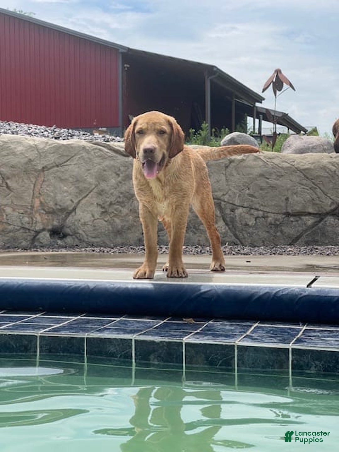 Labrador Retriever dogs for sale: Yellow Male 2 - Image 1
