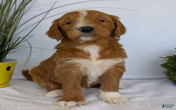 Goldendoodle dogs for sale: Mikey - Image 12