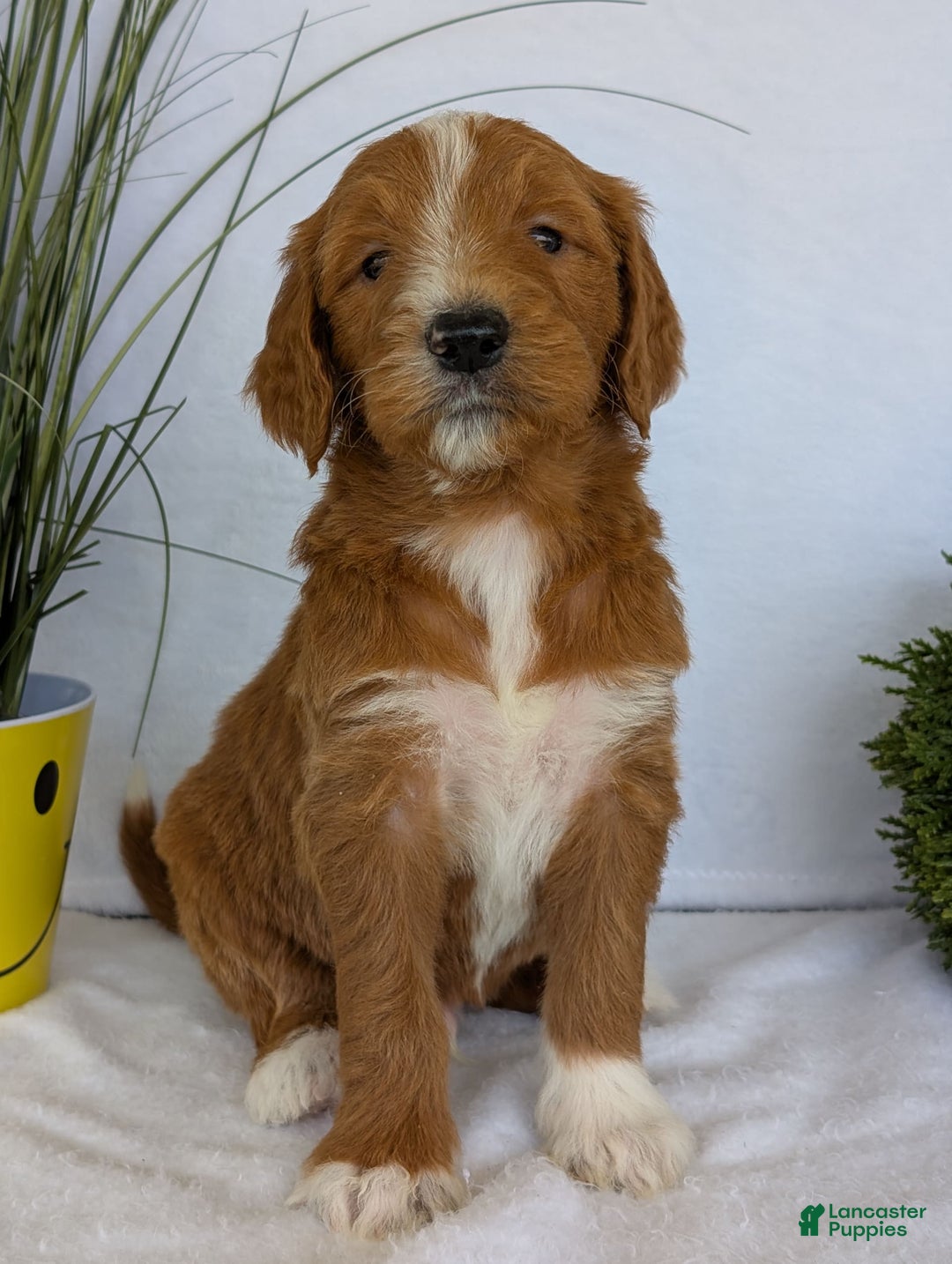 Goldendoodle dogs for sale: Mikey - Image 12