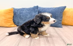 Bernese Mountain Dog dogs for sale: Axel - Image 7