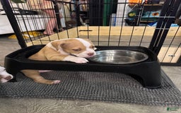 American Bully dogs for sale: Bella - Image 9