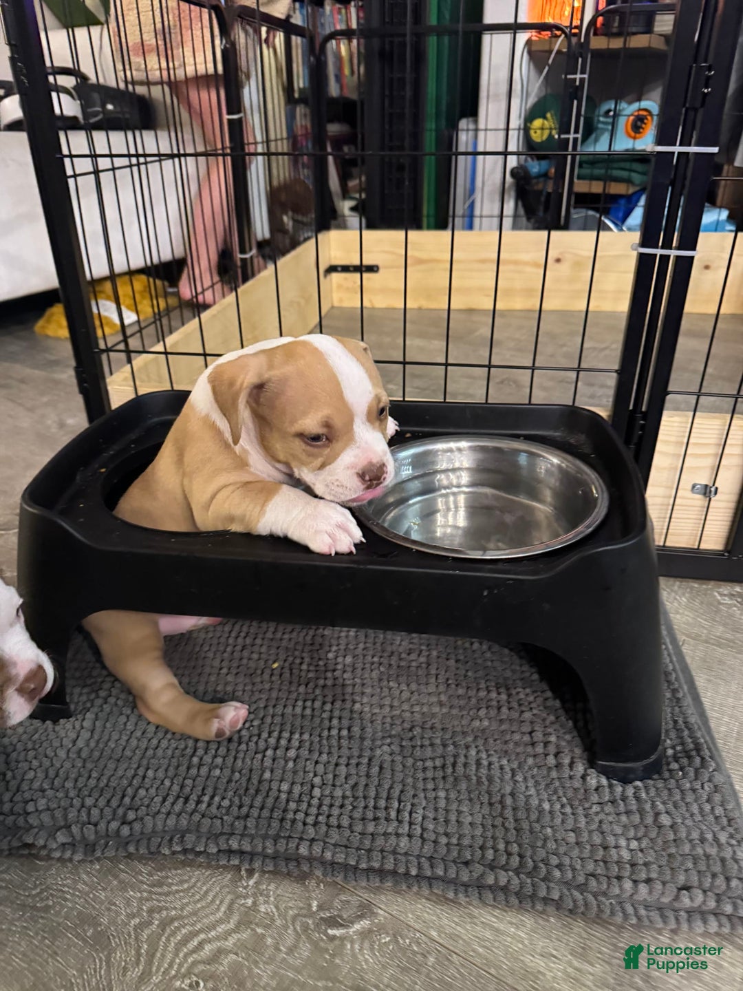 American Bully dogs for sale: Bella - Image 9