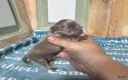 Chihuahua dogs for sale: Tobias Lavender Long Coat - Image 6