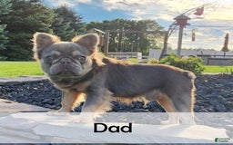 French Bulldog dogs for sale: Carrie - Image 14