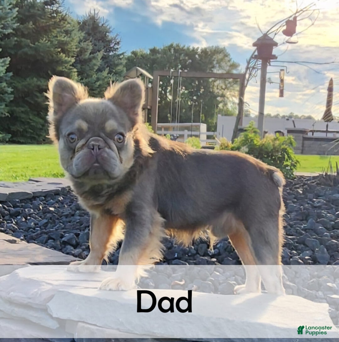 French Bulldog dogs for sale: Carrie - Image 14