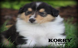 categoriesInfo:categoryAttributeOptions.pets.dogs.breed.roughCollie dogs for sale: Korry - Image 2
