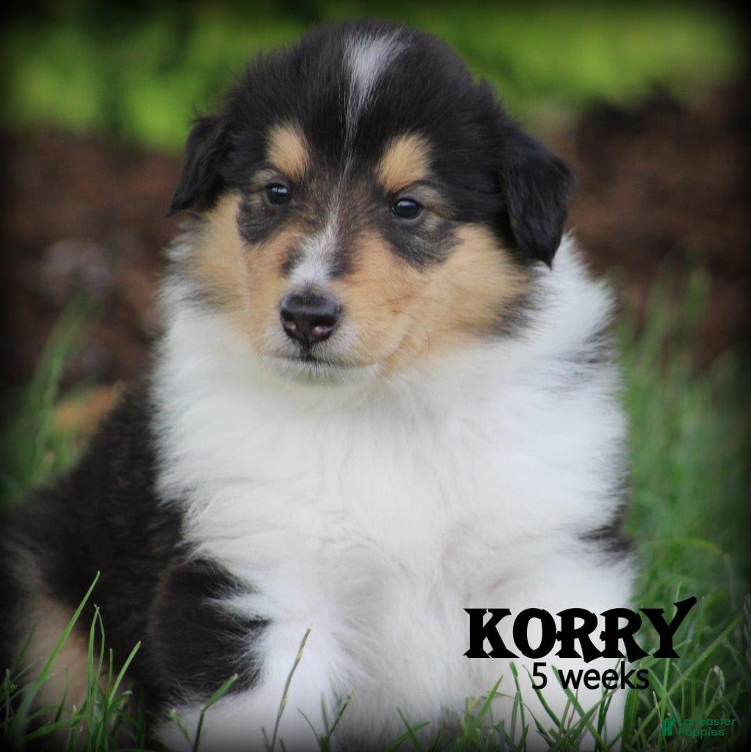 categoriesInfo:categoryAttributeOptions.pets.dogs.breed.roughCollie dogs for sale: Korry - Image 2