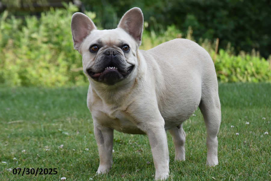 French Bulldog dogs for sale: Kristi - Image 4