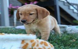 Labrador Retriever dogs for sale: Gus - Image 22