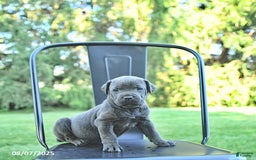 Cane Corso dogs for sale: Cane Corso 12 puppies - Image 24