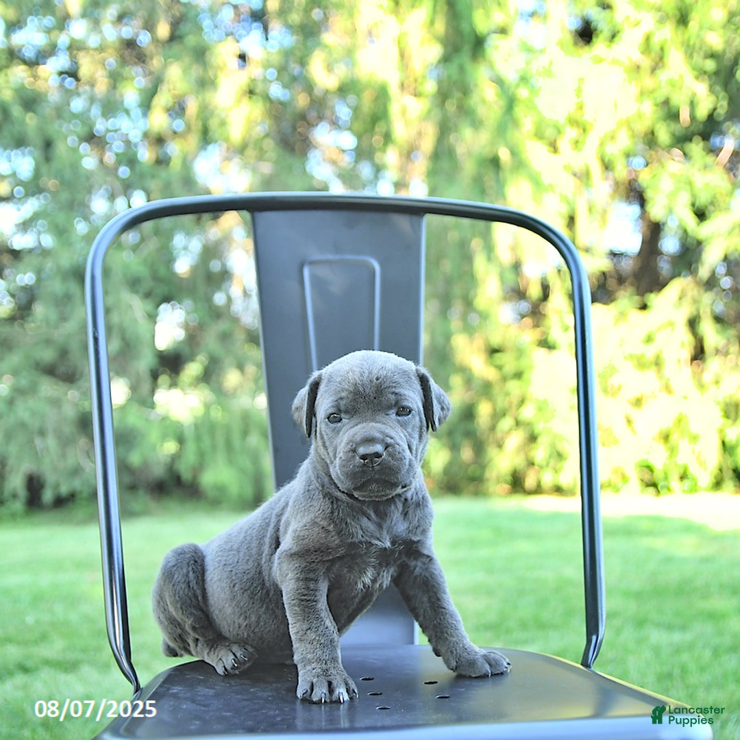 Cane Corso dogs for sale: Cane Corso 12 puppies - Image 24