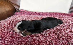 Greater Swiss Mountain Dog dogs for sale: Frances - Image 11