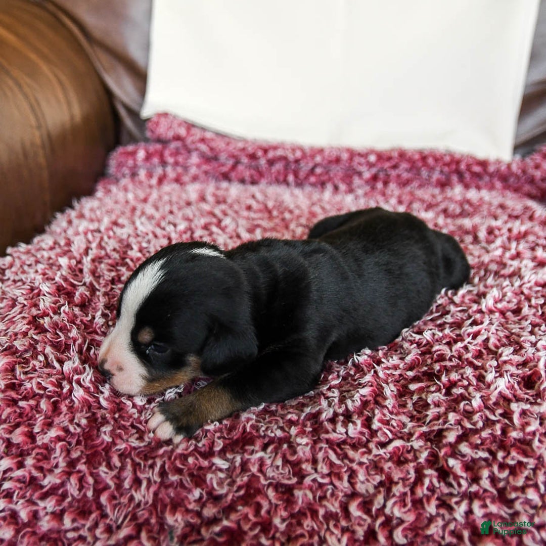 Greater Swiss Mountain Dog dogs for sale: Frances - Image 11