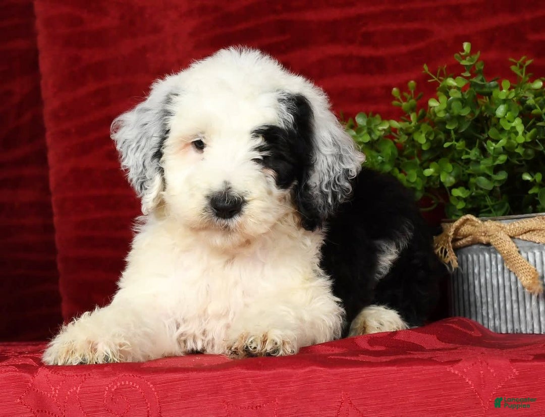 Sheepadoodle dogs for sale: Sammy - Image 6