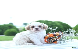 Toy Poodle dogs for sale: Karter - Image 1