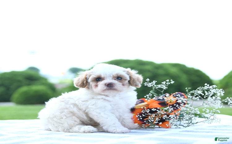 Toy Poodle dogs for sale - Ad 1