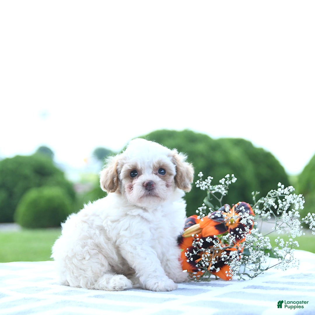 Toy Poodle dogs for sale: Karter - Image 1