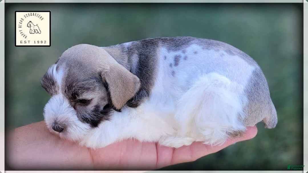 Miniature Schnauzer dogs for sale: Otis - Image 2