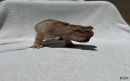 French Bulldog dogs for sale: Scooby - Image 3