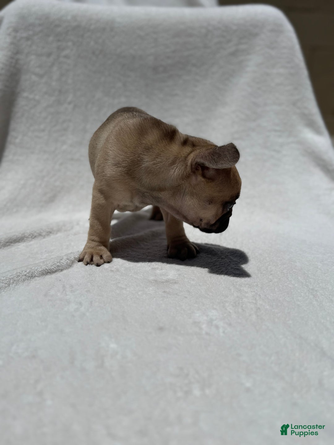 French Bulldog dogs for sale: Scooby - Image 3