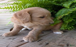 Goldendoodle dogs for sale: Bella - Image 4