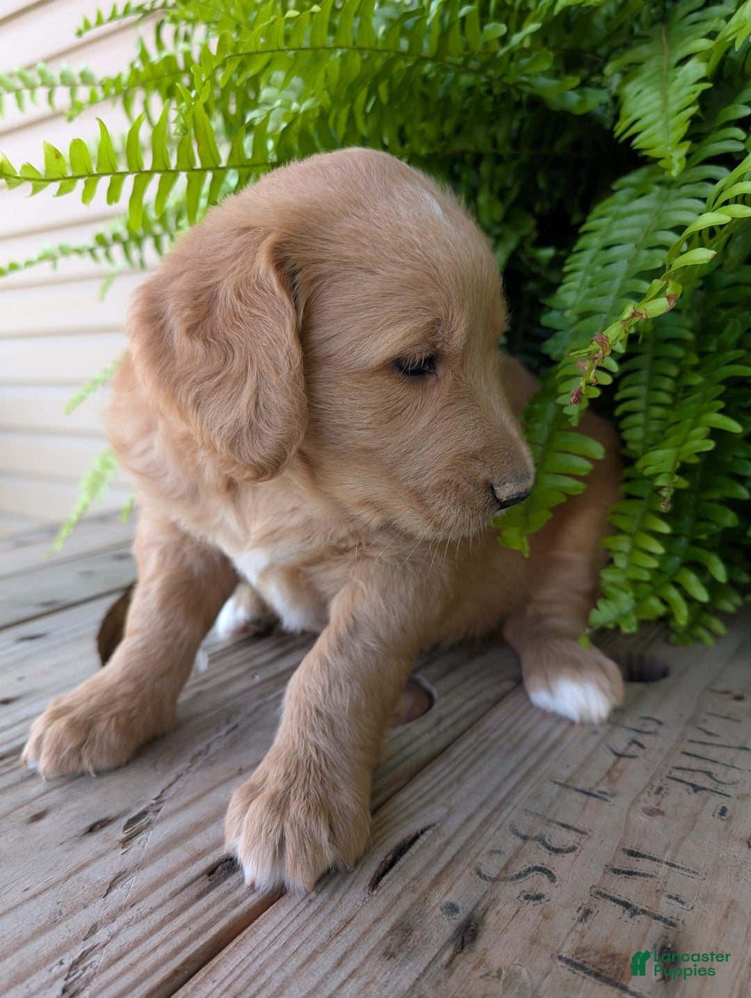 Goldendoodle dogs for sale: Bella - Image 4