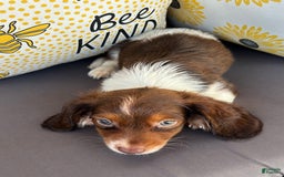 Miniature Dachshund dogs for sale: Reid - Image 3
