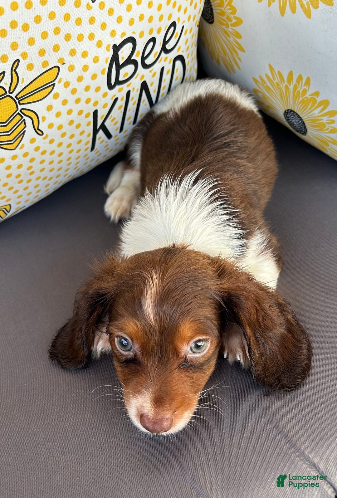 Miniature Dachshund dogs for sale: Reid - Image 3