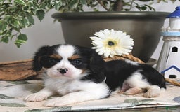 Cavalier King Charles Spaniel dogs for sale: Jack - Image 5