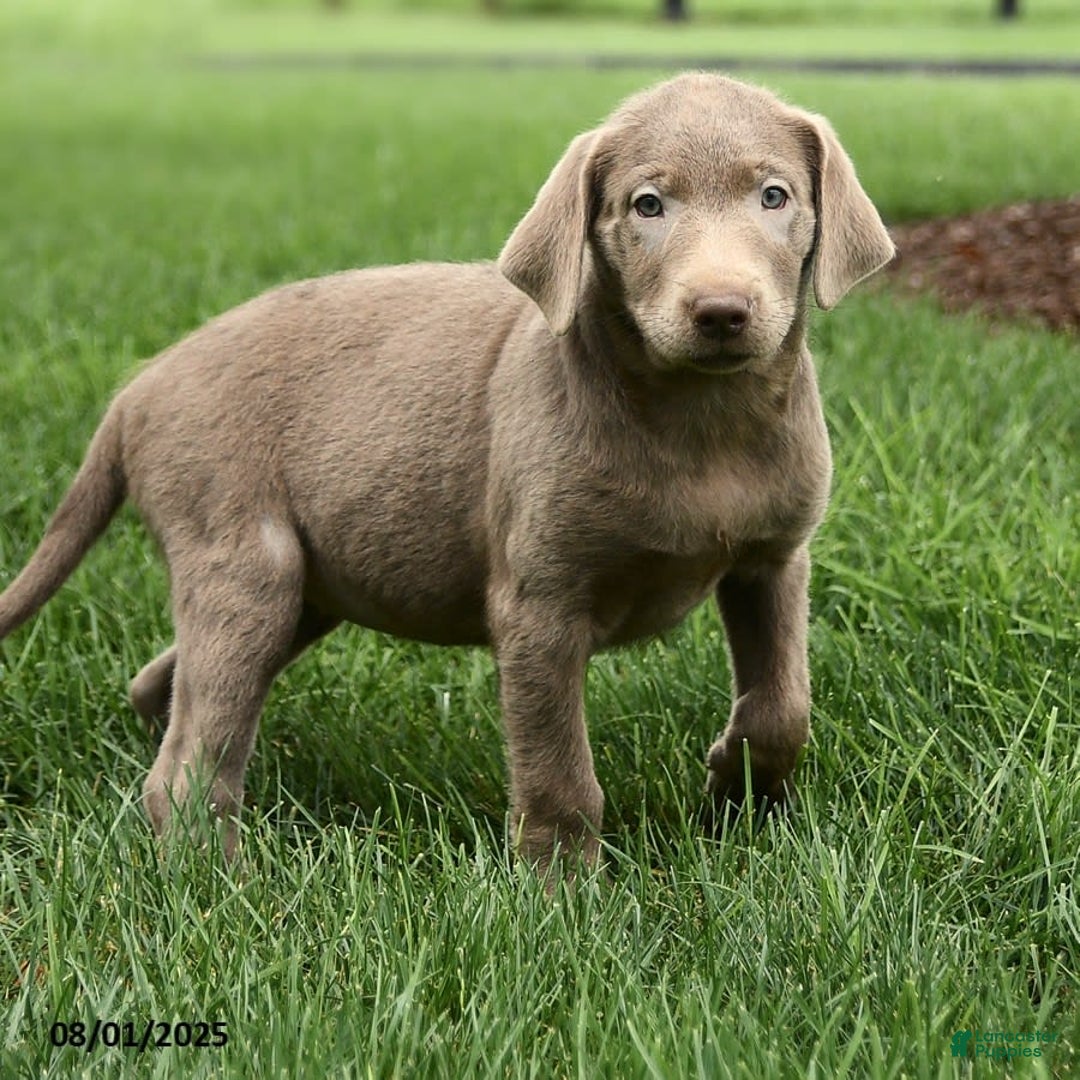 Labrador Retriever dogs for sale: Phoenix - Image 6