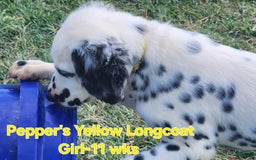 Dalmatian dogs for sale: Peppers Yellow Girl - Image 6